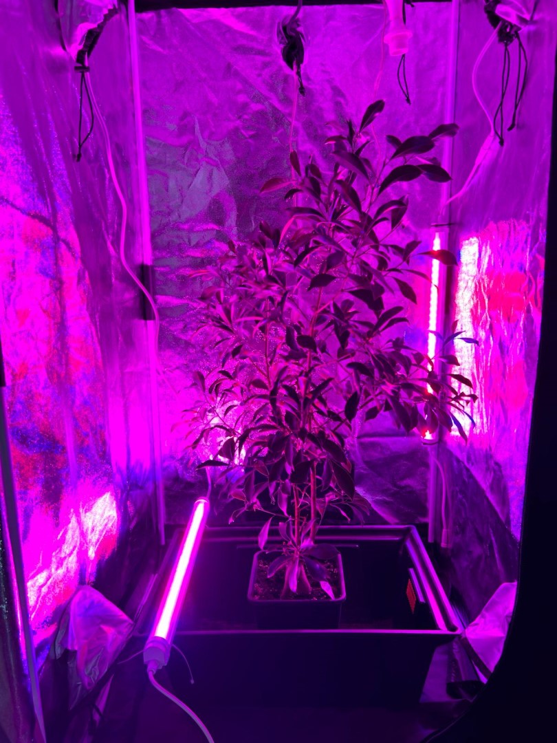 SunPro Intercanopy 25W LED BAR WWW.GROWGARDEN.CZ 3